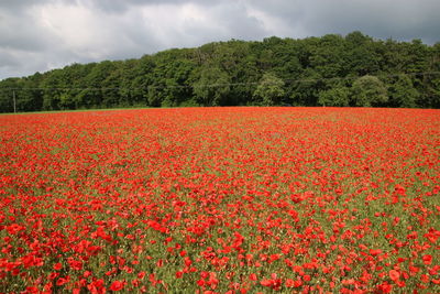 Scenic view of red flowering trees on field against sky