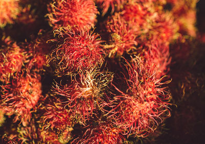 Full frame shot of rambutan