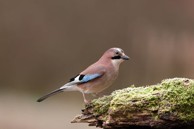 An eurasian jay up close