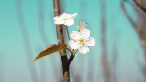 Close-up of white flowers