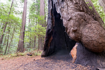 View of trees in forest