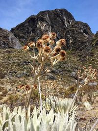 Plants growing on desert against sky