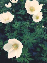 Close-up of white flowers blooming outdoors