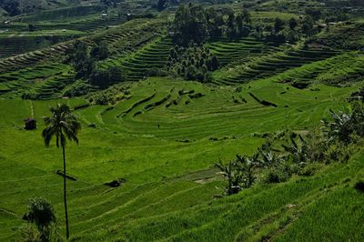 High angle view of rice field