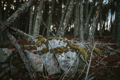 Close-up of moss on tree trunk