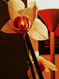 Close-up of red flower blooming indoors
