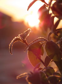 Close-up of plant