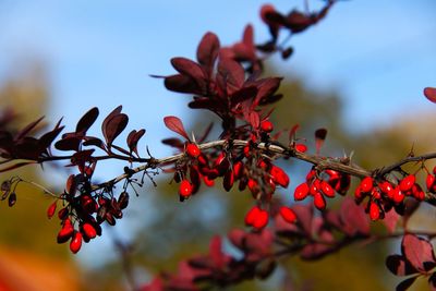 Close-up of red berries on tree