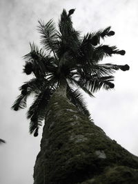 Low angle view of palm tree against sky