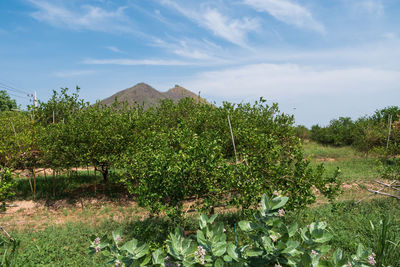 Plants growing on land against sky