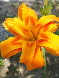 Close-up of yellow flower