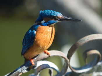 Close-up of bird perching on railing