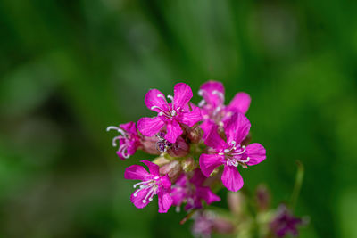 Close-up of pink flowering plant