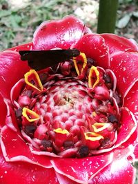 Close-up of red flower