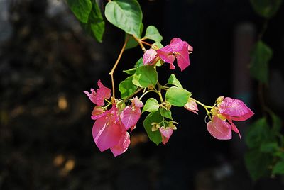 Close-up of pink flowers blooming outdoors