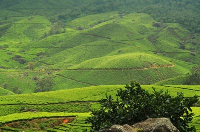 Scenic view of agricultural field