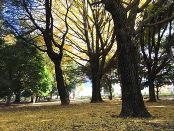 Trees against sky