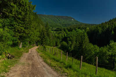 Dirt road amidst trees against sky