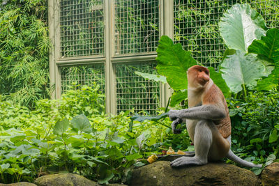Monkey bekatan sitting eating plants