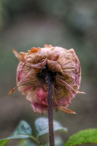 Close-up of wilted flower