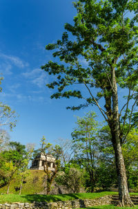 Low angle view of trees against blue sky