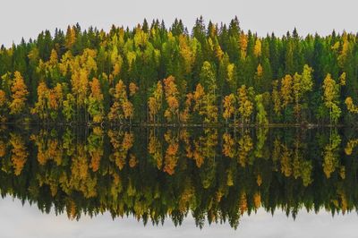 Scenic view of autumn trees by lake