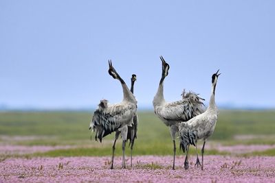 Flock of birds on field against clear sky