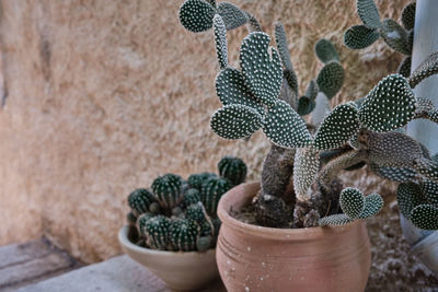 Close-up of succulent plant in pot