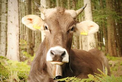 Portrait of cow eating grass