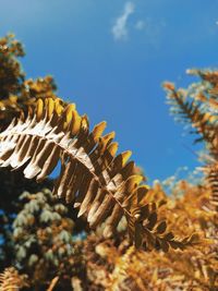 Close-up of plants against the sea