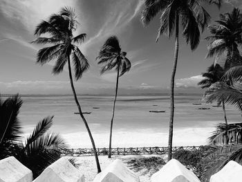 Palm trees on beach against sky