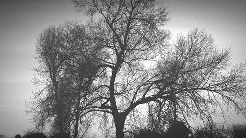 Low angle view of tree against sky