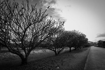 Empty road along bare trees