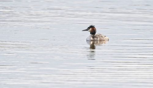 Great crested grebe swimming in a lake