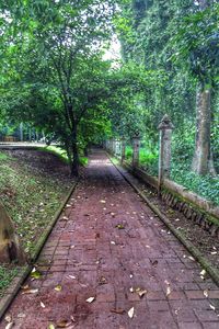 Footpath amidst trees