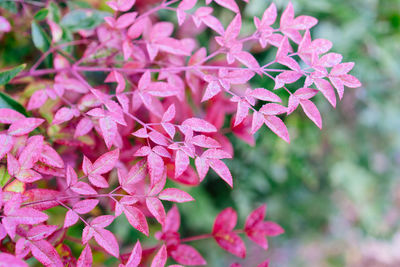 Close-up of pink flowering plant