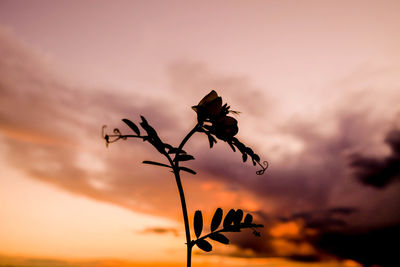 Close-up of plants against sunset