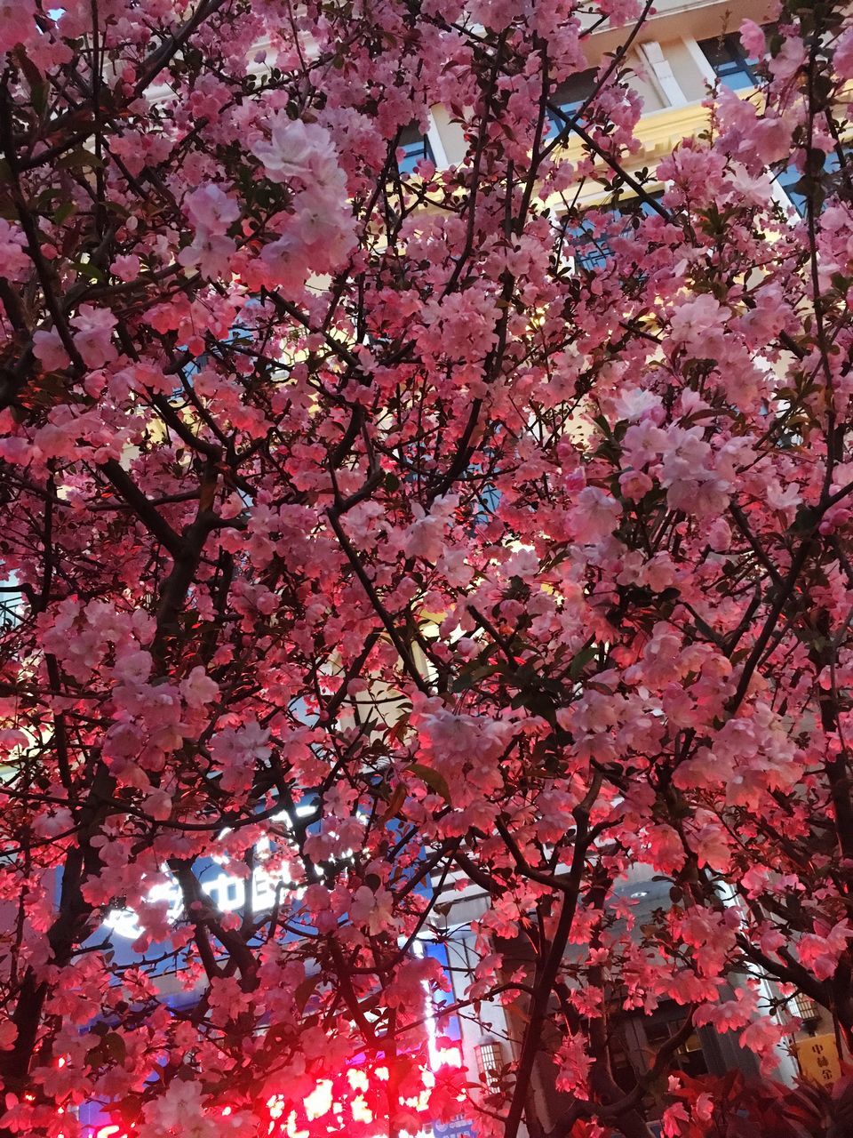 flower, tree, branch, pink color, freshness, growth, low angle view, cherry blossom, beauty in nature, blossom, fragility, nature, cherry tree, pink, in bloom, springtime, blooming, day, outdoors, petal