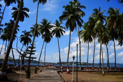 Palm trees on beach against sky