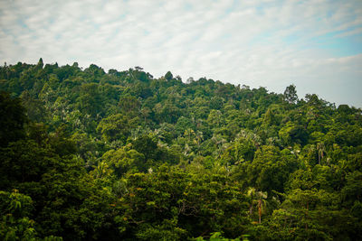 Scenic view of forest against sky