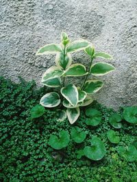 Close-up of plant