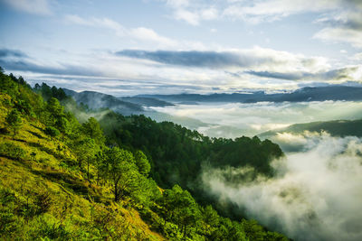 Scenic view of forest against sky