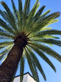 Low angle view of palm tree against sky