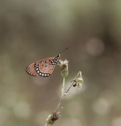 Close-up of butterfly pollinating flower