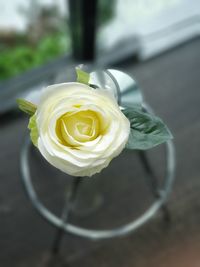 Close-up of white rose