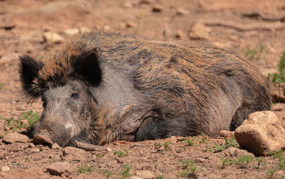 Close-up of a wild boar. the fur color provides him with a good camouflage.