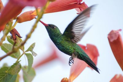 Low angle view of hummingbird on flower against sky