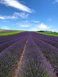 Lavender fields