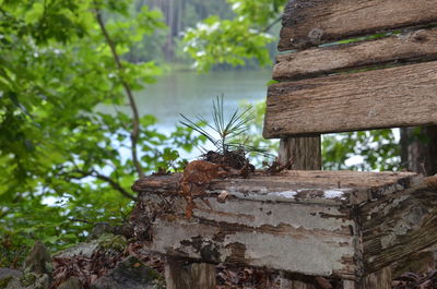 Close-up of tree trunk in forest