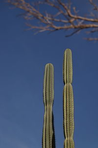 Low angle view of cactus against clear blue sky